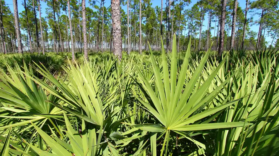 saw-palmetto